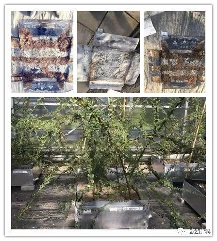 【喜大普奔】歐西建科耐根穿刺防水卷材順利通過北京園林所檢測！